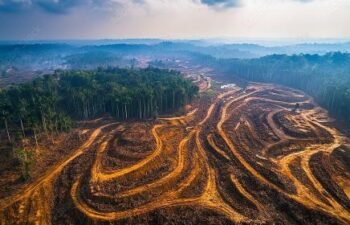 Deforestation Adobe (1)