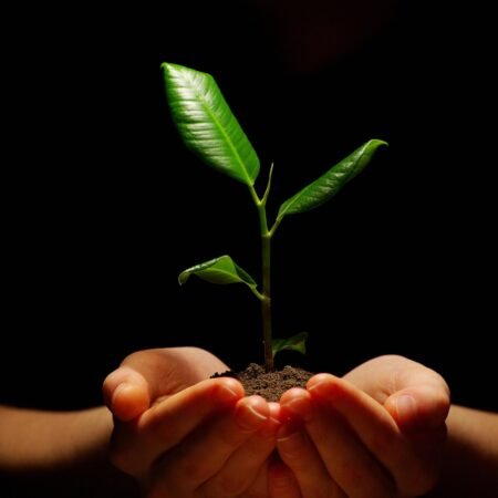 shutterstock_55114195[1] -ReaforestationTree Sapling