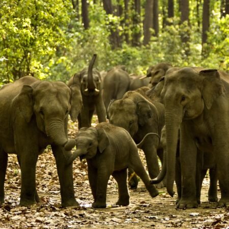 shutterstock_56771008[1] Asian Elephants (1)