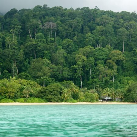 shutterstock_59984410[1] - Tropical Coastal Jungle