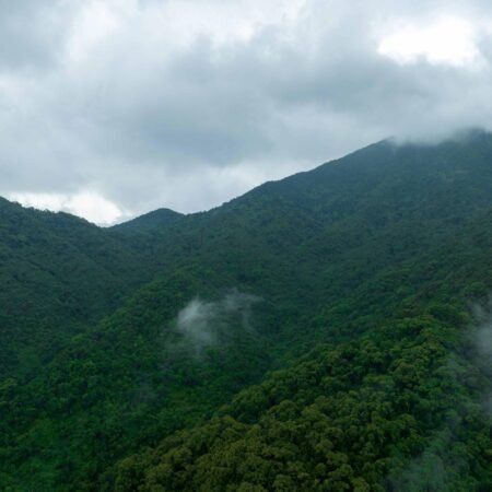 Photo 11 - Ultimate aim to restore forest carbon sinks (1)