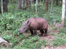 Andalas-2007 - Sumatran Rhino