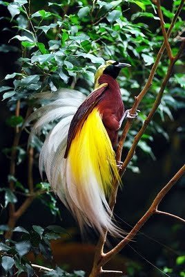 Bird of Paradise 1 - Sina S Oslo1535999699_5aa329ae62 (1)
