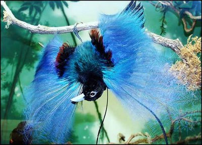 Bird of Paradise 3 - Sina S Oslo1535999699_5aa329ae62
