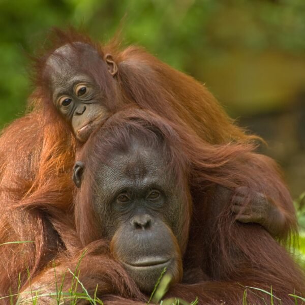 shutterstock_4173238[1] - Orangutan and Baby