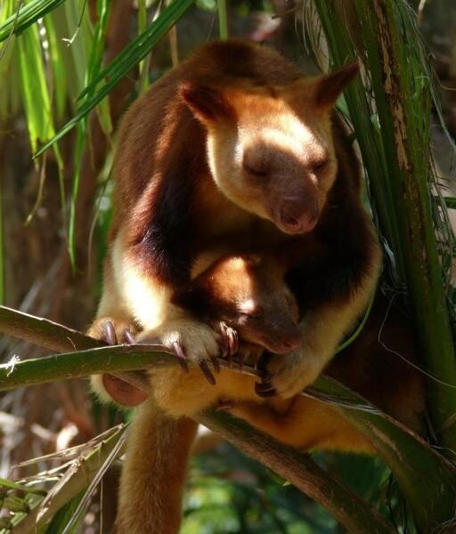 shutterstock_43101160[1] - Tree Kangaroo 19 Oct 10