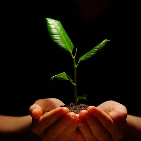 shutterstock_55114195[1] -ReaforestationTree Sapling