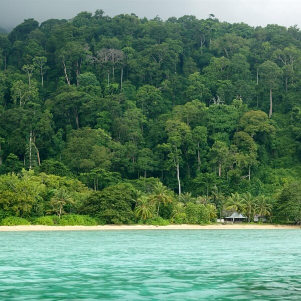 shutterstock_59984410[1] - Tropical Coastal Jungle