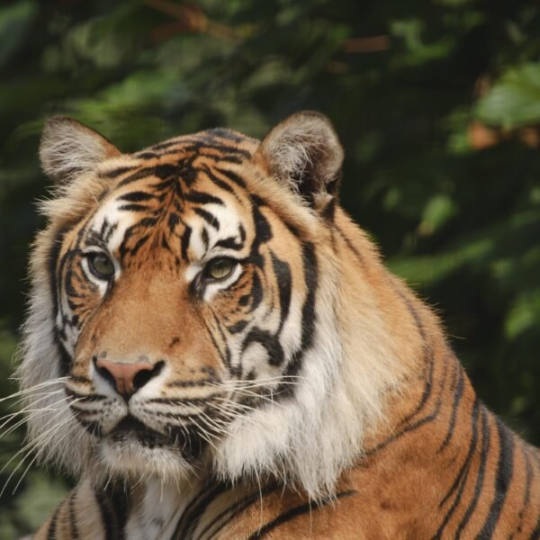 shutterstock_61606822[1]